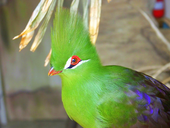 Green Crested Touraco-Yeşil İbikli Turaco