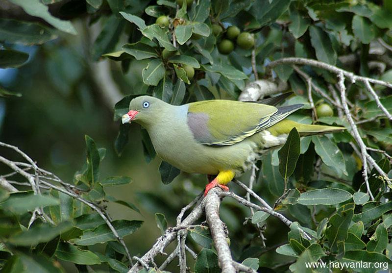Green Pigeon-Green African Pigeons-Meyve Güvercini